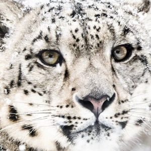 Meet your Posher, Shirley